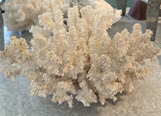Fingerling Stem Coral (12x12x7) RSV|78786