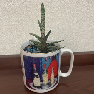 Gasteria Plant in Mug RSV|112614