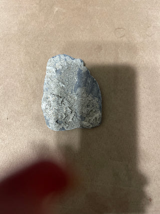 fossil shell