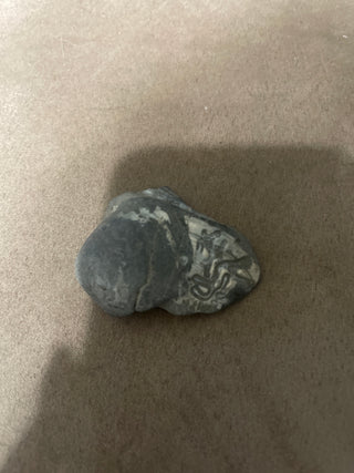 broken shell fossil RSV