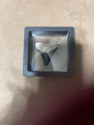 bone Valley megalodon rsv