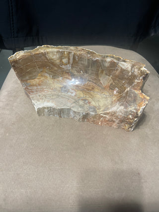 large petrified wood