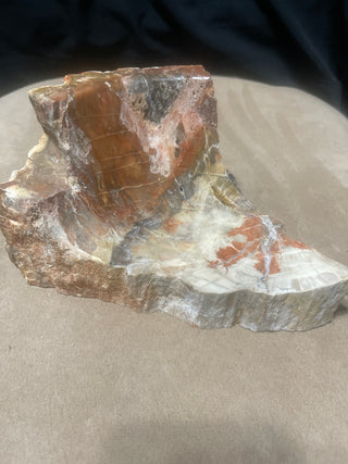 large petrified wood